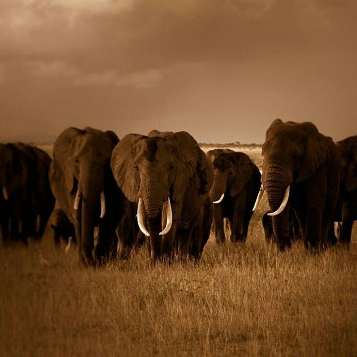 تردد قناة ناشيونال جيوغرافيك 2025